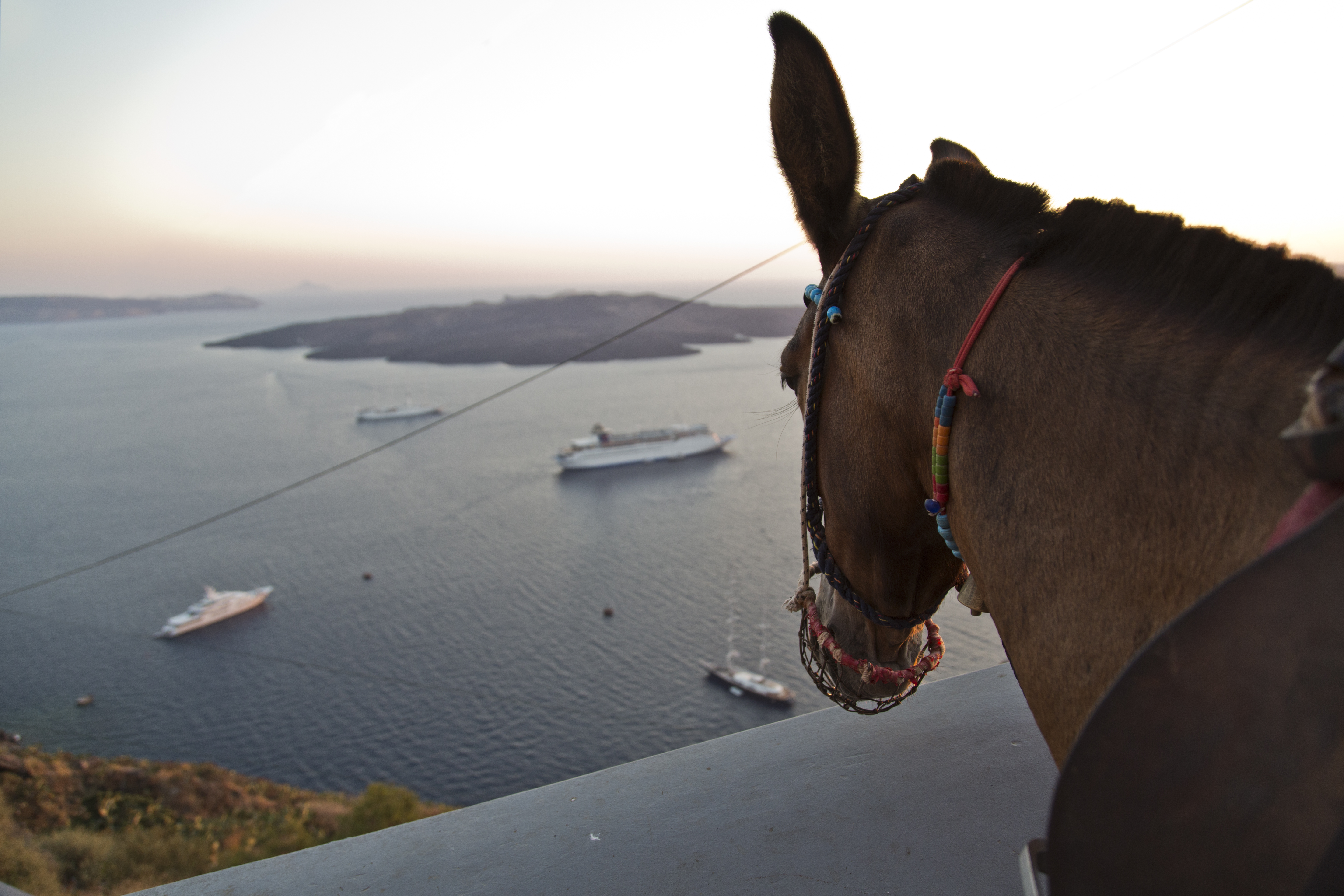 GRATN - Santorini - Horse Looking at the Sea - Credit Celestyal Cruises.jpg
